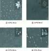 Figure 5 - Metamaterial with dendritic structure, obtained by macromolecular synthesis for different pressures and concentrations of PAMAM (polyamidoamine) [18].