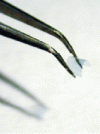 Figure 40 - Photograph of a Metaflex membrane gripped by tweezers [80].