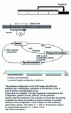 Figure 7 - ATM cell delimitation – Use of the HEC