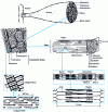 Figure 5 - Schematic representation of skeletal muscle structure, from 