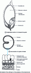 Figure 6 - Schematic representations of cereal grains