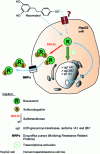 Figure 10 - Intracellular transport of resveratrol