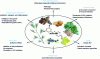 Figure 7 - General preventive properties of dietary resveratrol