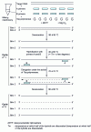 Figure 2 - Genetic amplification by PCR (Polymerase Chain Reaction)