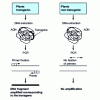 Figure 3 - Detection of GMOs by PCR (Polymerase Chain Reaction)