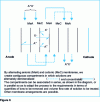 Figure 6 - Principle of two-compartment electrodialysis