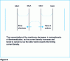 Figure 8 - Schematic representation of concentration polarization in electrodialysis