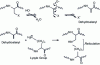 Figure 13 - Formation of a lysino-alanyl bridge