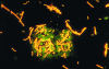 Figure 11 - Lactobacilli (rods) and streptococci (hulls) from yoghurt growing in casein pockets (green). Epifluorescence microscopy (× 1000)