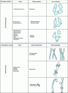 Figure 20 - Morphological classification of yeasts