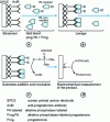 Figure 2 - Principle of the biosensor and competitive immunochemical progesterone assay (after Hart et al. 1997) [10]