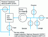 Figure 3 - Schematic representation of the microfluidic glucose biosensor system developed by Jenkins & Delwiche (2003) [12]