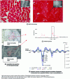 Figure 13 - Multiscale characterization of muscle structure during brining