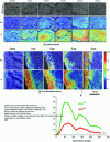 Figure 14 - Sodium and chlorine mapping in rat muscle models