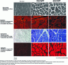 Figure 18 - Histological characterization of protein evolution