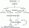 Figure 4 - Mechanism of aldehyde and 6-carbon alcohol formation in grapes