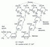 Figure 1 - Primary structure of the pentasaccharide unit of xanthan gum