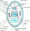 Figure 1 - Schematic representation of a yeast cell