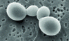 Figure 3 - Budding yeasts