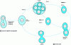 Figure 4 - Yeast reproduction