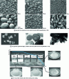 Figure 1 - Microscopic appearance of starches. Modifications induced by cooking starch in water and cooling.