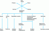 Figure 15 - Production diagram for products from wheat or corn starch mills