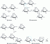 Figure 26 - Possible reactions during starch dextrinification, according to [17]