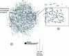 Figure 2 - Open structure model (after Holt & Horne, 1996; Horne, 1988)