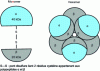 Figure 3 - Schematic view of the quaternary structure of pea legumin 11S