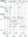 Figure 1 - Main routes for obtaining sugars and sugar derivatives