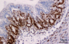 Figure 2 - Cross-section of human intestine at epithelial level [2].