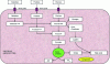 Figure 3 - Metabolism of the various sugars [1].