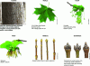 Figure 5 - Characterization of the different parts of the sugar maple (Association forestière du sud du Québec/Hydro-Québec)