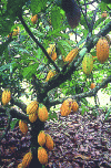 Figure 1 - Cocoa and pods