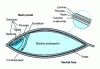 Figure 1 - Longitudinal section of a barley grain