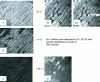 Figure 17 - Presence of ice in onion cells depending on temperature (microscopic views)