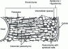 Figure 2 - Diagram of a radial section of apple cortex