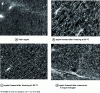 Figure 22 - Macrovision images of apple parenchyma sections before and after freezing