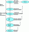 Figure 5 - Hierarchization of plant structures