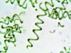 Figure 1 - Light microscopy of Arthrospira platensis