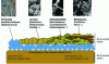 Figure 6 - The different microbial groups making up the cheese surface community (according to [4] [8])