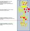 Figure 13 - Illustration of protein-fat interactions during the melting process