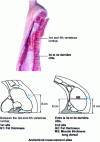 Figure 1 - G and M measurement sites