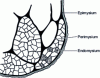 Figure 7 - Peri- and intramuscular connective tissue