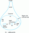 Figure 6 - Quality control of dry-cured whole ham [11]