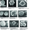 Figure 7 - Most frequent acetolysed or untreated pollens found in honeys from the Chèvreloup arboretum (a to f ; h to i ) and the South-West (g ) (SEM)