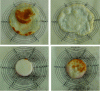 Figure 4 - Example of spreading behavior of various cheeses after 5 min at 250 °C