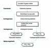 Figure 3 - Mechanisms of anaerobic fermentation