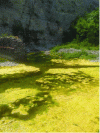 Figure 3 - Algal bloom typical of intense eutrophication in a reservoir in the Ardèche: the yellow color indicates the start of biomass decomposition (photo credit: B. Montuelle).