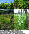 Figure 1 - Some heritage species characteristic
of vineyards (© Guillaume Fried)